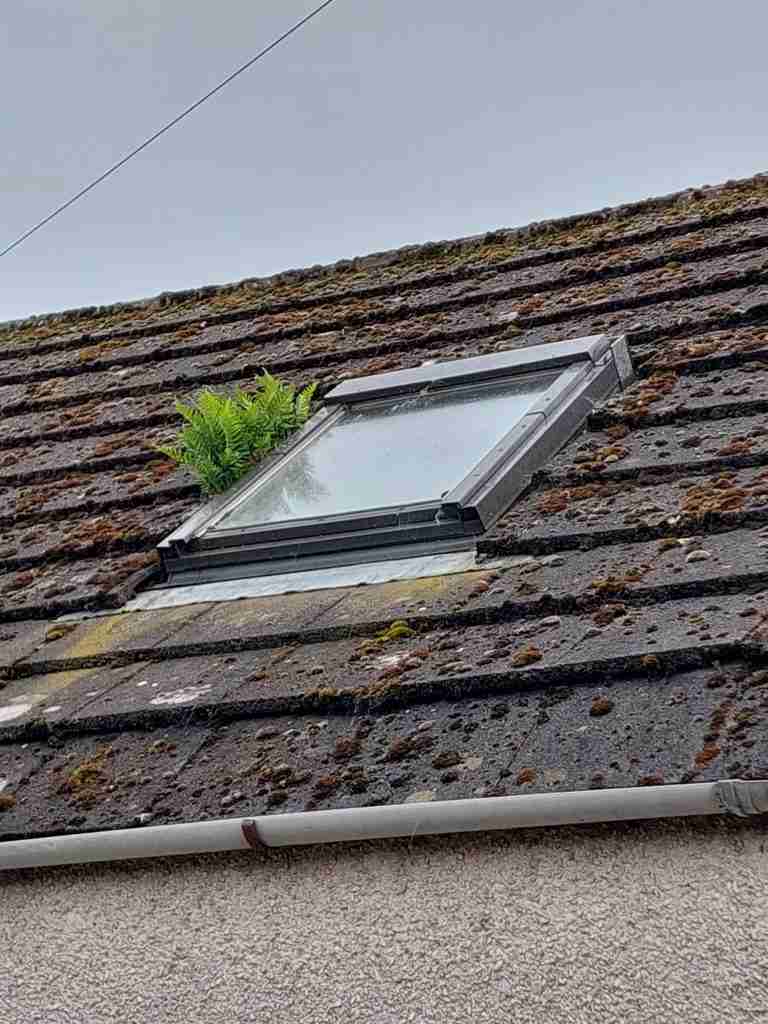 Local Roofer
